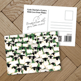 Crowd of sheep Postcard